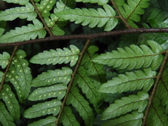 Dryopteris sordidipes