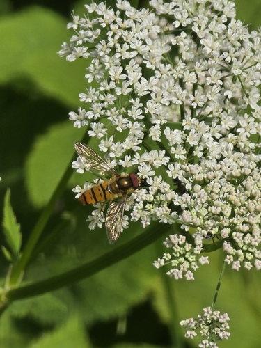 Marmalade Hover Fly