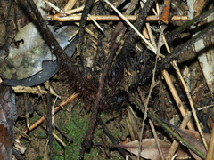 Dryopteris sordidipes