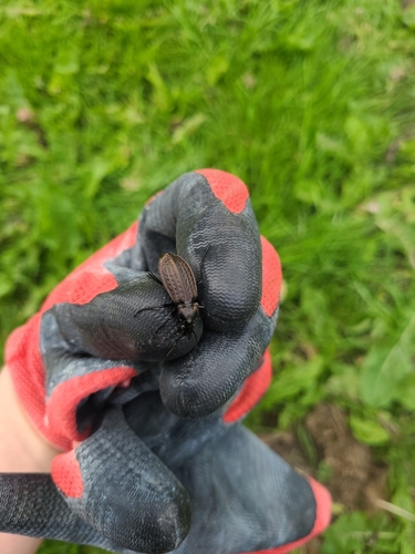 Granulated Ground Beetle