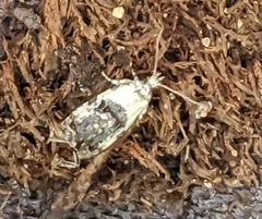 Ponometia erastrioides