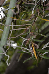 Campylocentrum aromaticum