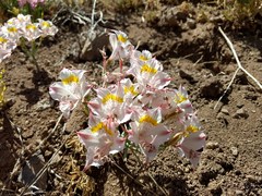 Alstroemeria pallida