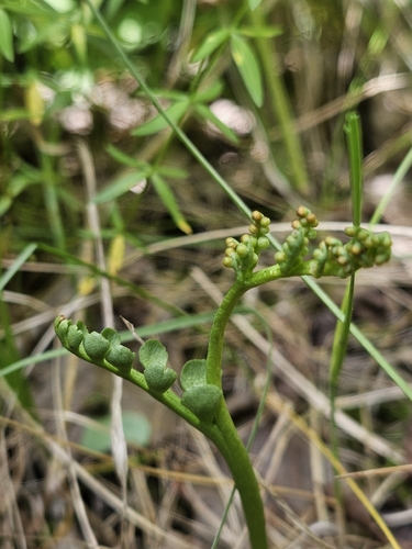 Spathulate botrychium (Botrychium spathulatum)