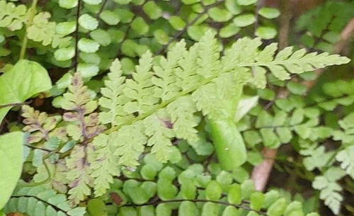 brittle bladderfern