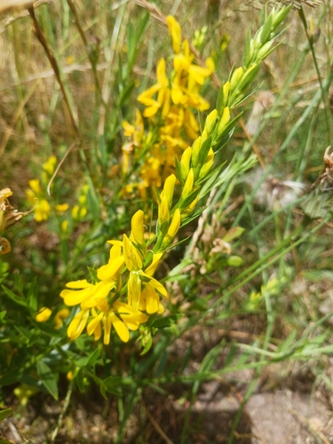 Dyer's Greenweed