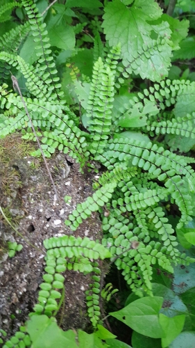 maidenhair spleenwort
