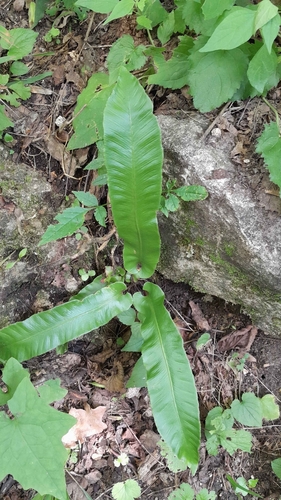 Hart's-tongue fern