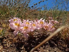 Alstroemeria pallida