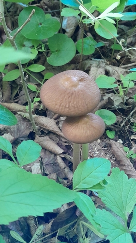 rooting shank