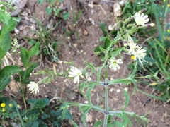Silene nemoralis