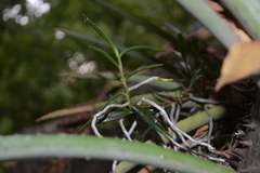 Campylocentrum aromaticum