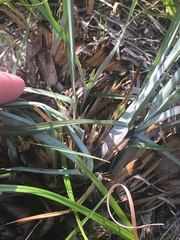Andropogon virginicus