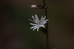 Ainsliaea macroclinidioides