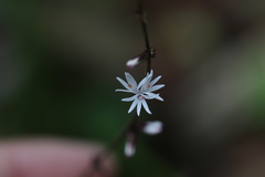 Ainsliaea macroclinidioides