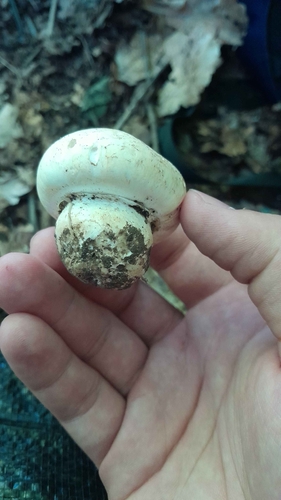 Pavement Mushroom