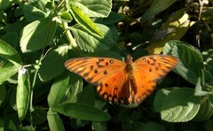 Dione vanillae maculosa