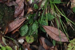 Ainsliaea macroclinidioides