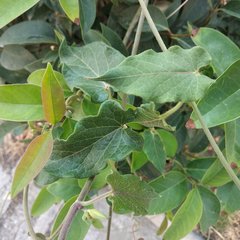 Gonolobus grandiflorus