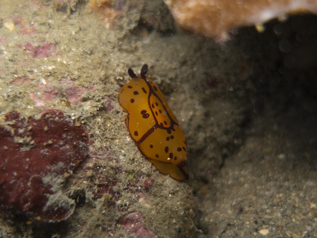 Photo of Martens' berthella (Berthella martensi)