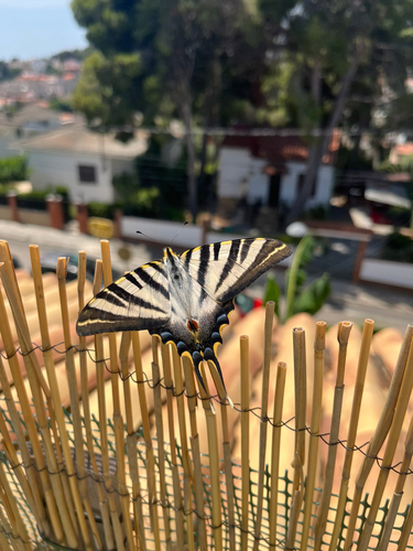 Iberian Scarce Swallowtail