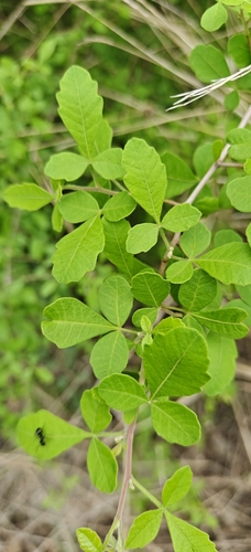 Searsia mysorensis, photograph 4