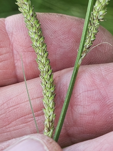 Carex emoryi, photograph 6