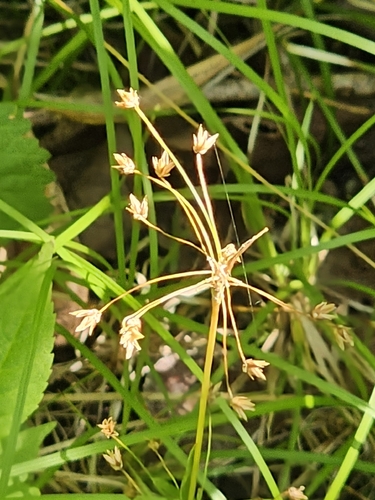 Luzula acuminata, photograph 1