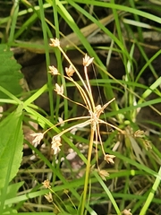 Luzula acuminata