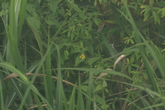 Thladiantha punctata