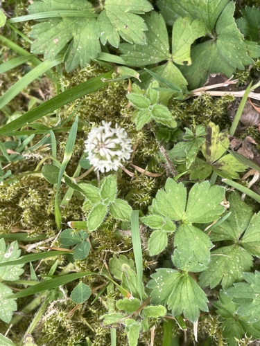white clover