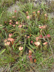 Nepenthes smilesii