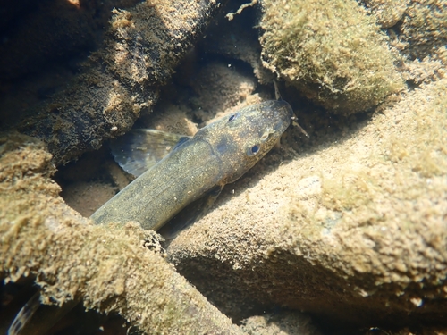 Stone Loach