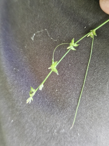 Carex radiata, photograph 6