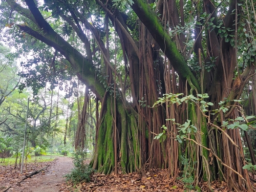 rubber plant