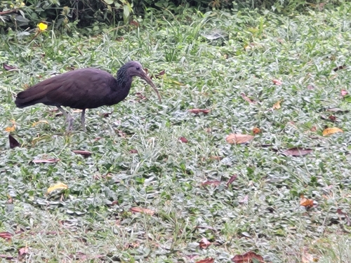 Green Ibis