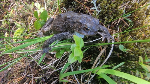 European Toad