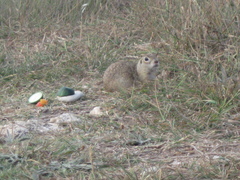 Spermophilus pygmaeus