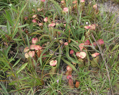 Nepenthes smilesii