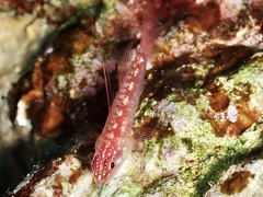 Hairfin Pygmy-Goby photo 4