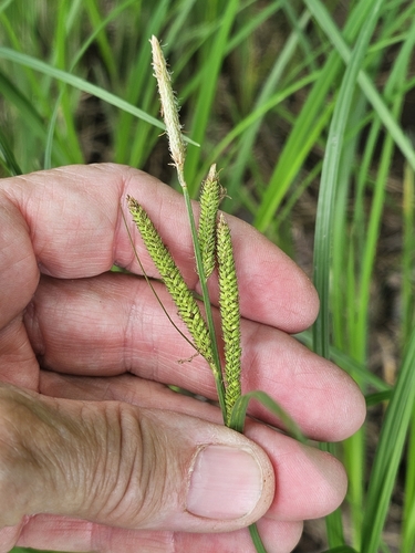 Carex emoryi
