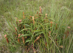 Nepenthes smilesii