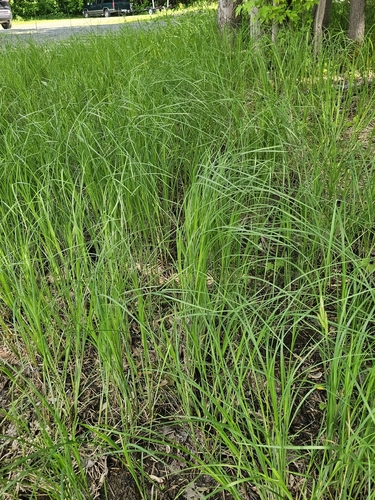 Carex emoryi, photograph 2