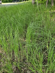 Carex emoryi, photograph (c) Norma Malinowski, some rights reserved (CC BY)