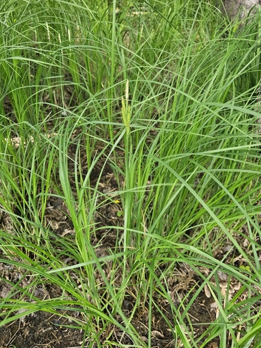 Carex emoryi, photograph 3