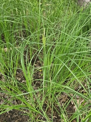 Carex emoryi, photograph (c) Norma Malinowski, some rights reserved (CC BY)