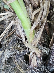 Carex emoryi, photograph (c) Norma Malinowski, some rights reserved (CC BY)