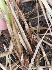 Carex emoryi, photograph (c) Norma Malinowski, some rights reserved (CC BY)