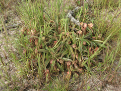 Nepenthes smilesii