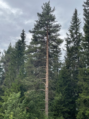 Scots pine